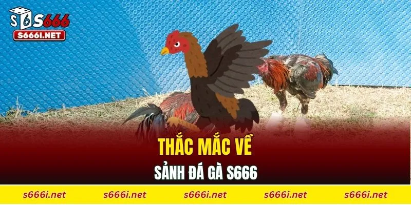 Thắc mắc về sảnh đá gà S666