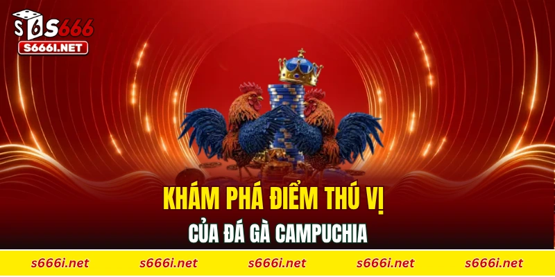 Khám phá điểm thú vị của đá gà Campuchia